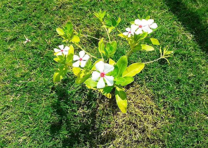 Lighthouse Nadia Aparts Appartement *