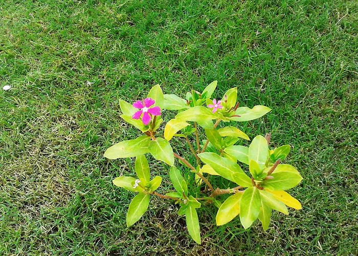 Lighthouse Nadia Aparts Appartement Fethiye