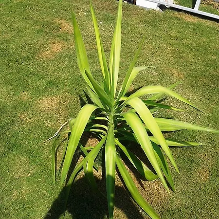 Lighthouse Nadia Aparts פאטהיה