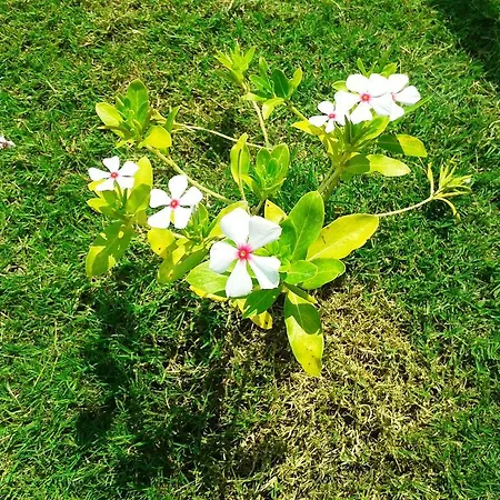 Lighthouse Nadia Aparts דירה *