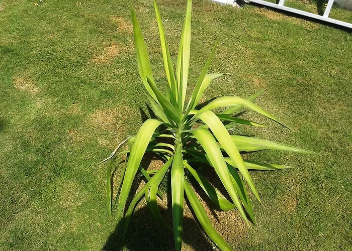 Lighthouse Nadia Aparts فتحية